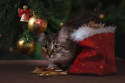 YESCOMUSA: CAT PROOF CHRISTMAS TREES: HOW TO KEEP YOUR CAT OUT OF YOUR CHRISTMAS TREE