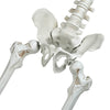 Yescom 5.4ft Skeleton Halloween Decoration Posable with Two Heads